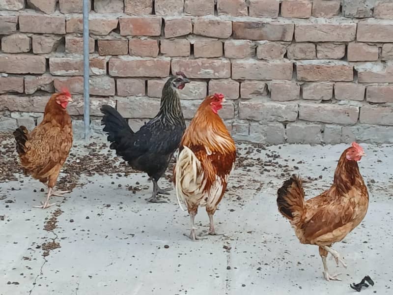 4 Hens 1