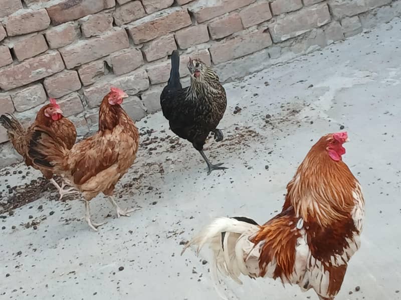 4 Hens 2