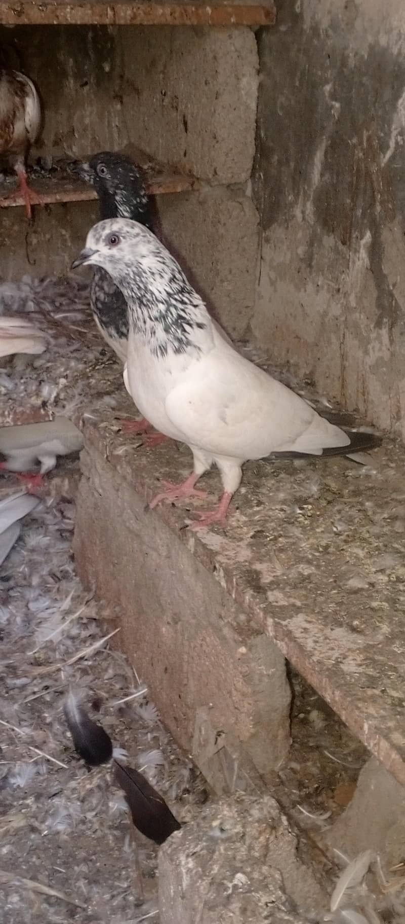pigeons 1