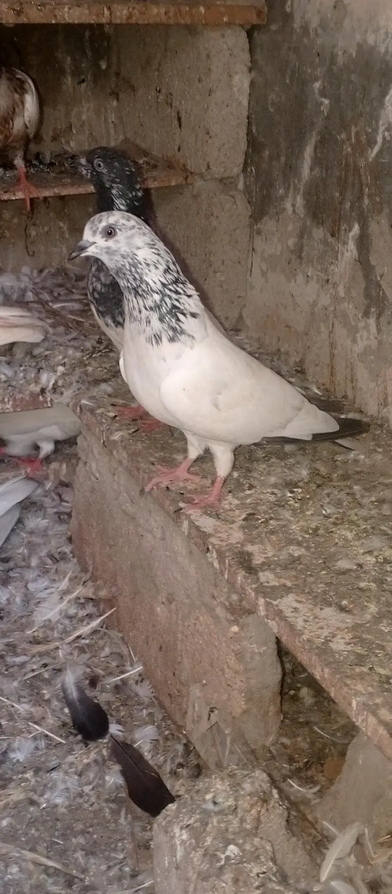 pigeons — photo 2