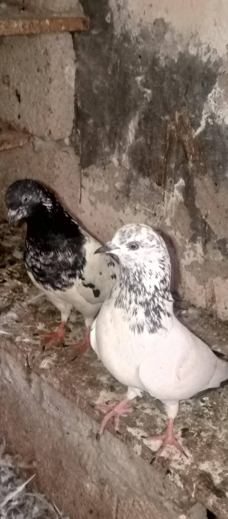 pigeons 2