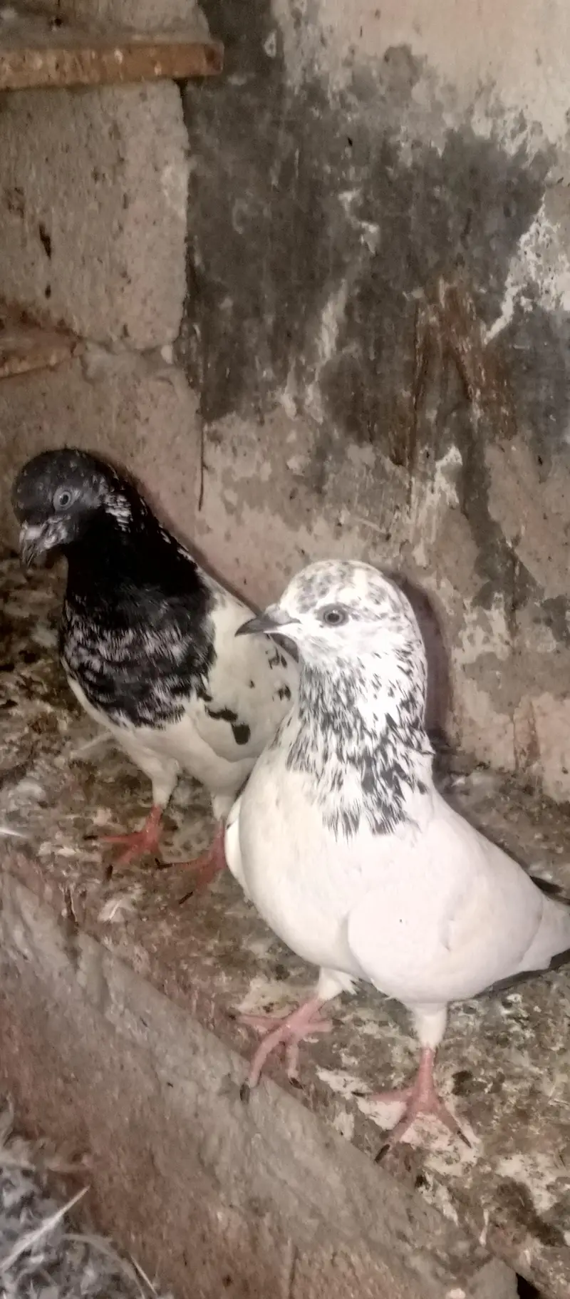 pigeons — photo 3