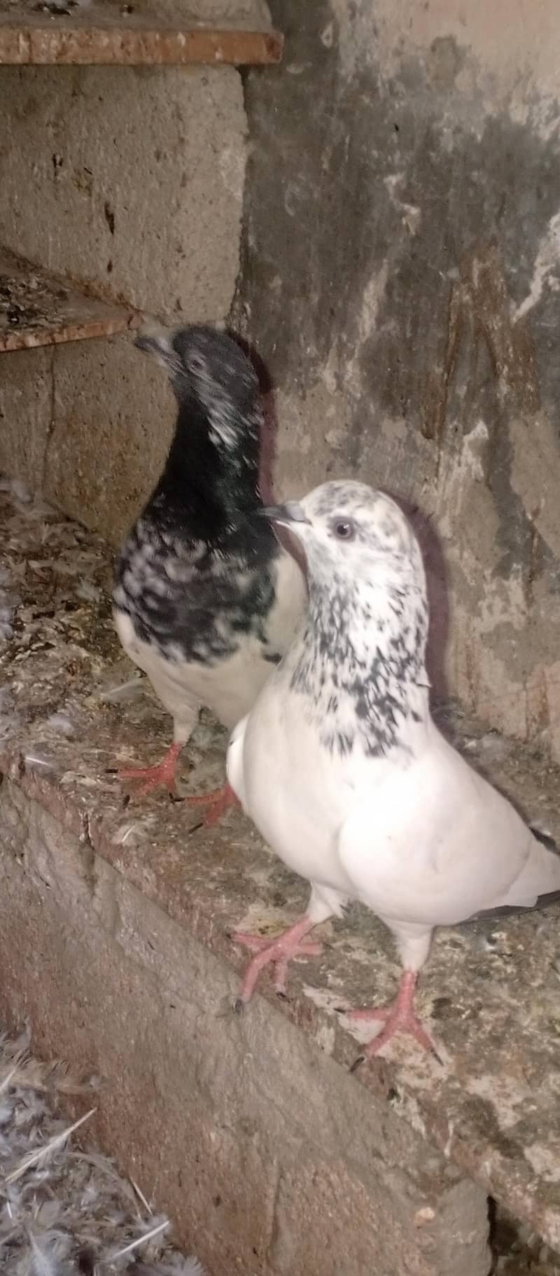 pigeons 0