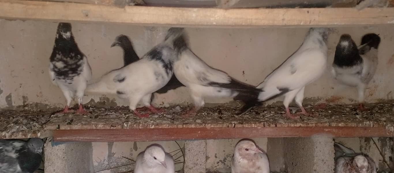 pigeons 3