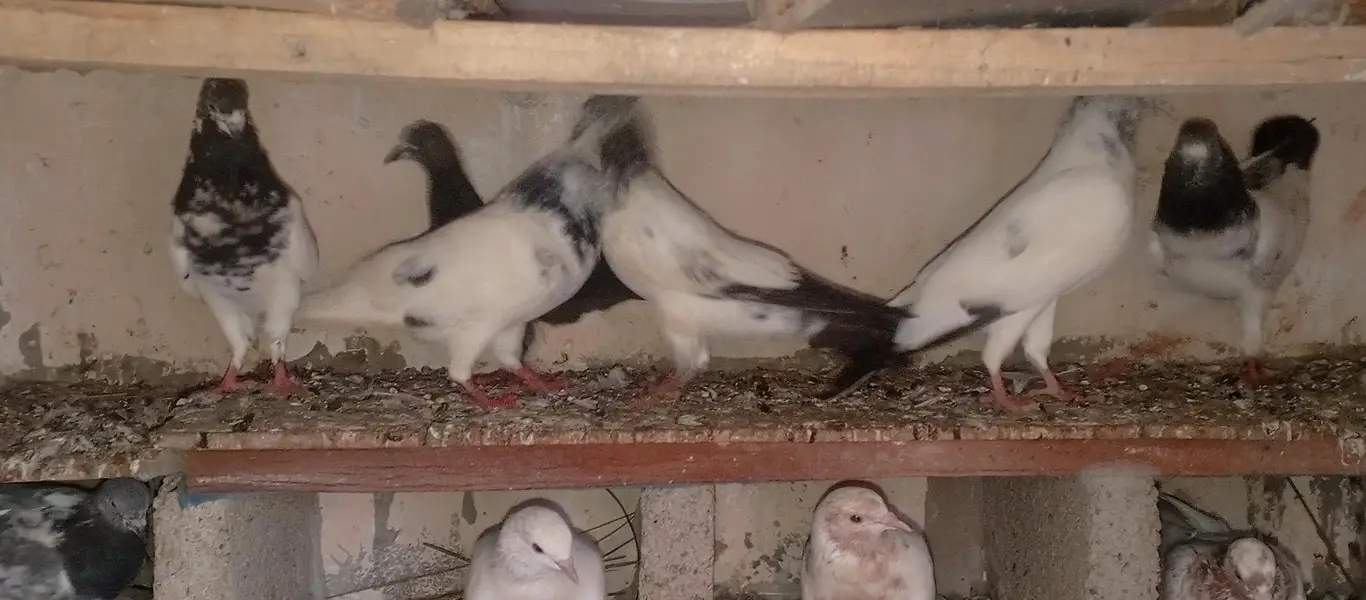 pigeons — photo 4