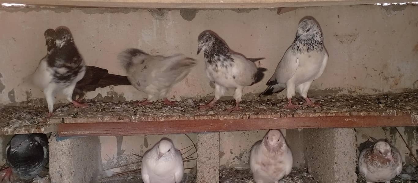 pigeons 4