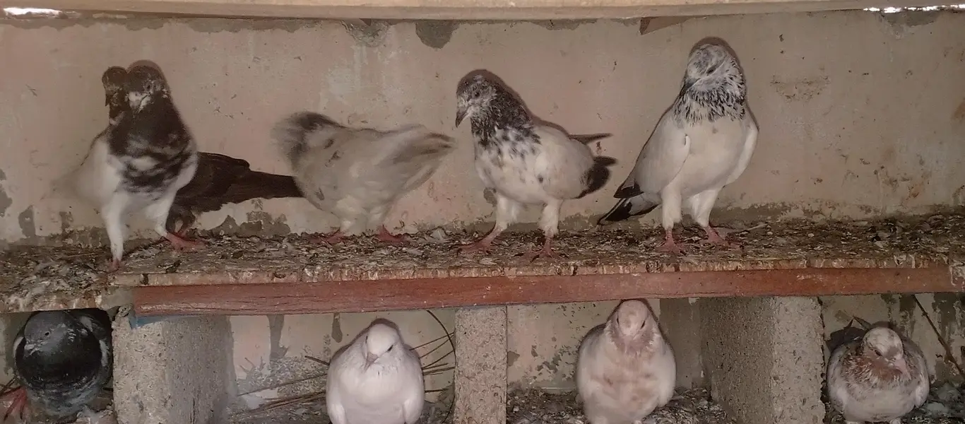 pigeons — photo 5
