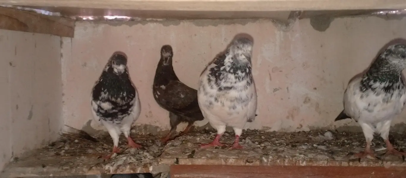 pigeons — photo 6