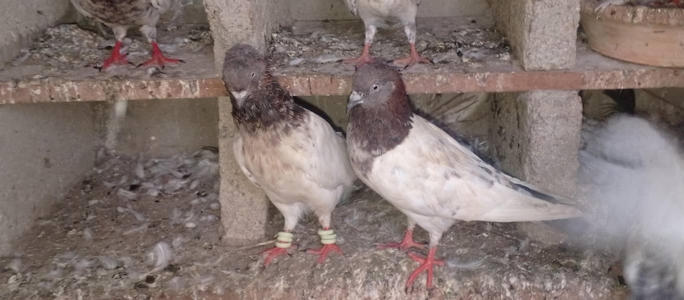 pigeons 6