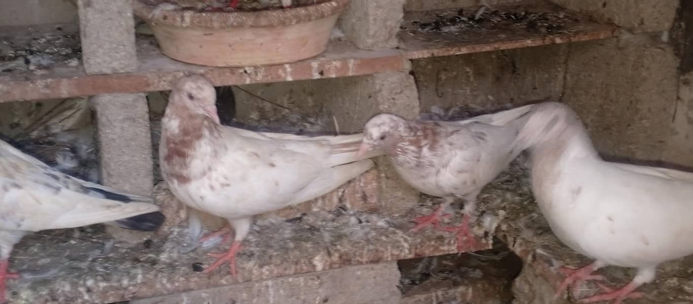pigeons 8