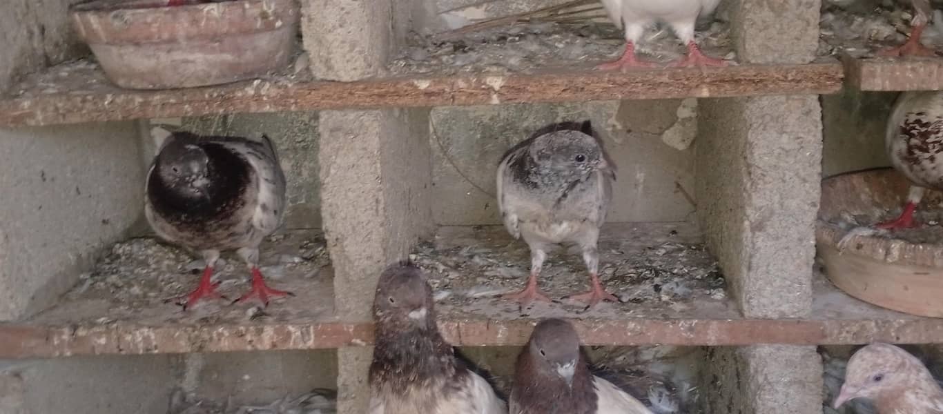 pigeons 9