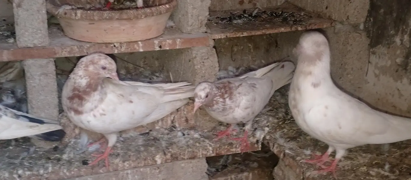 pigeons — photo 11