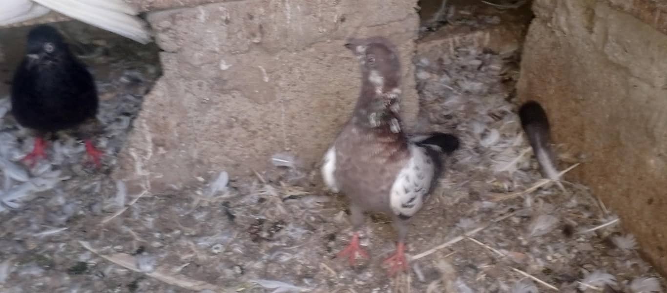 pigeons 11