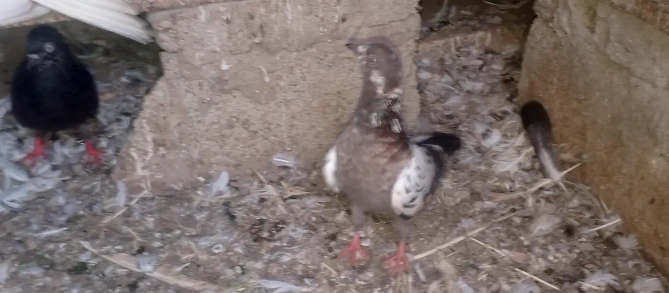 pigeons — photo 12