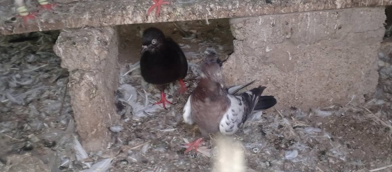 pigeons 12