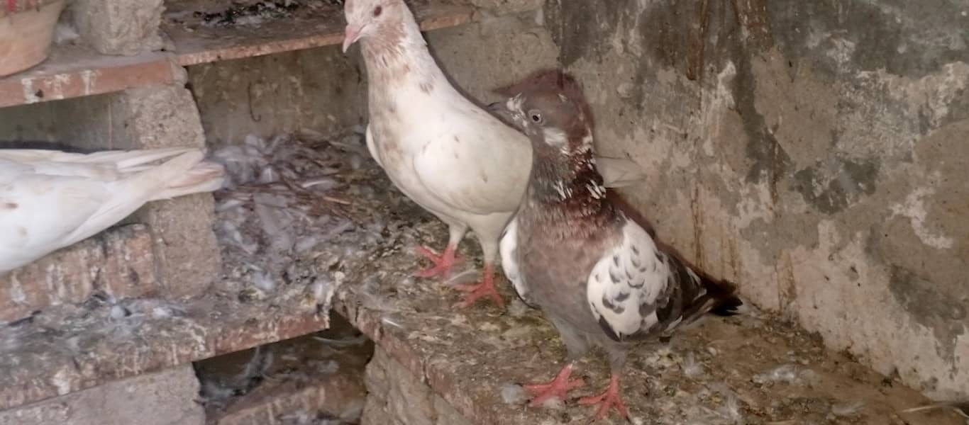 pigeons 13