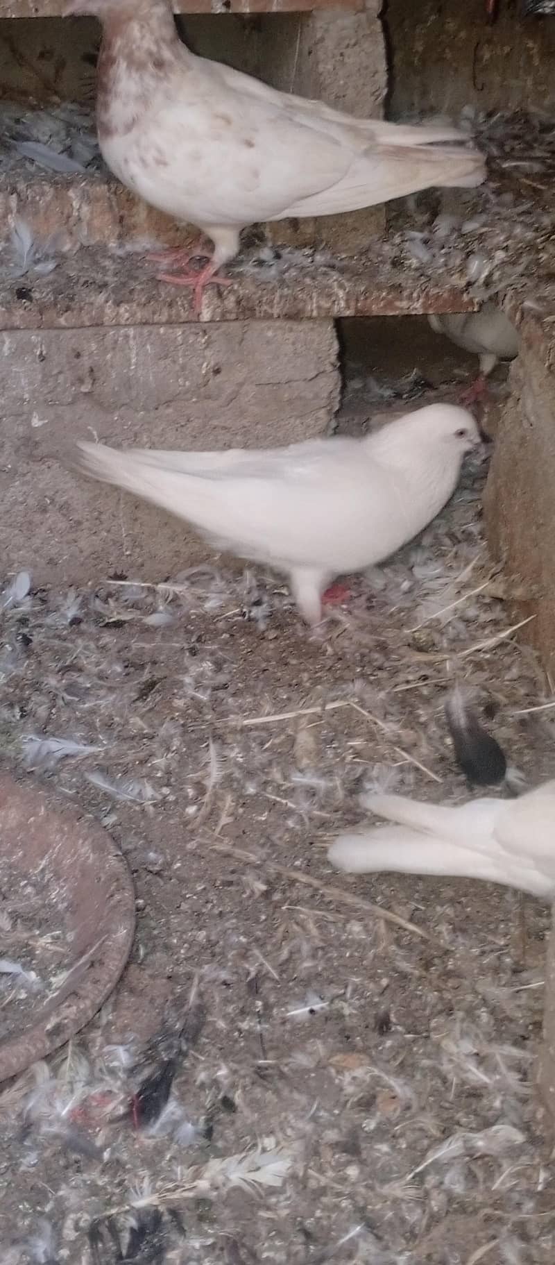 pigeons 14