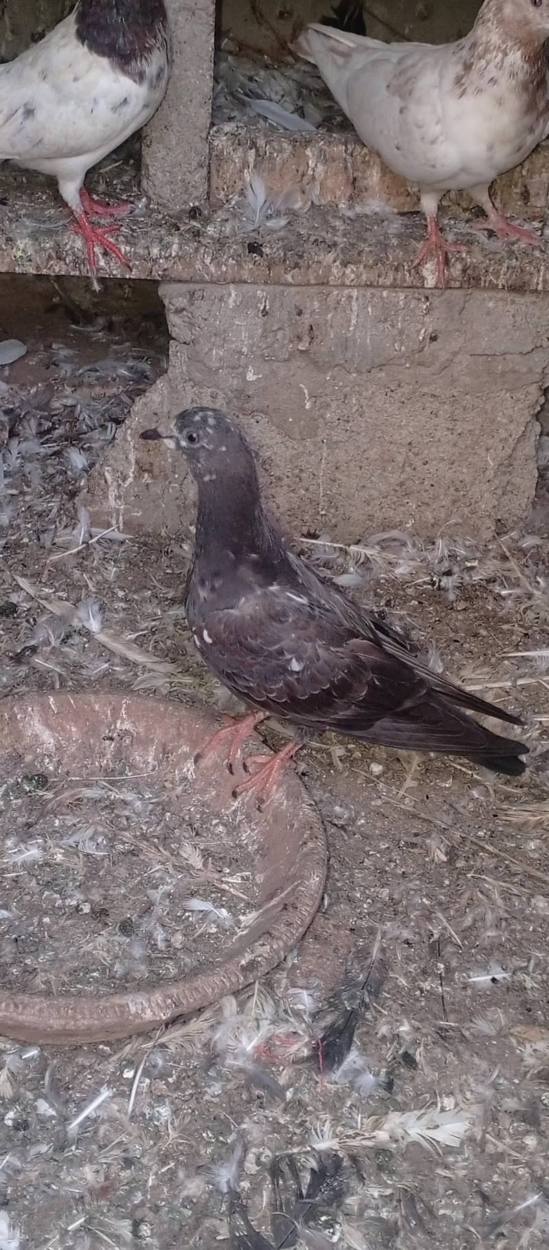pigeons 15