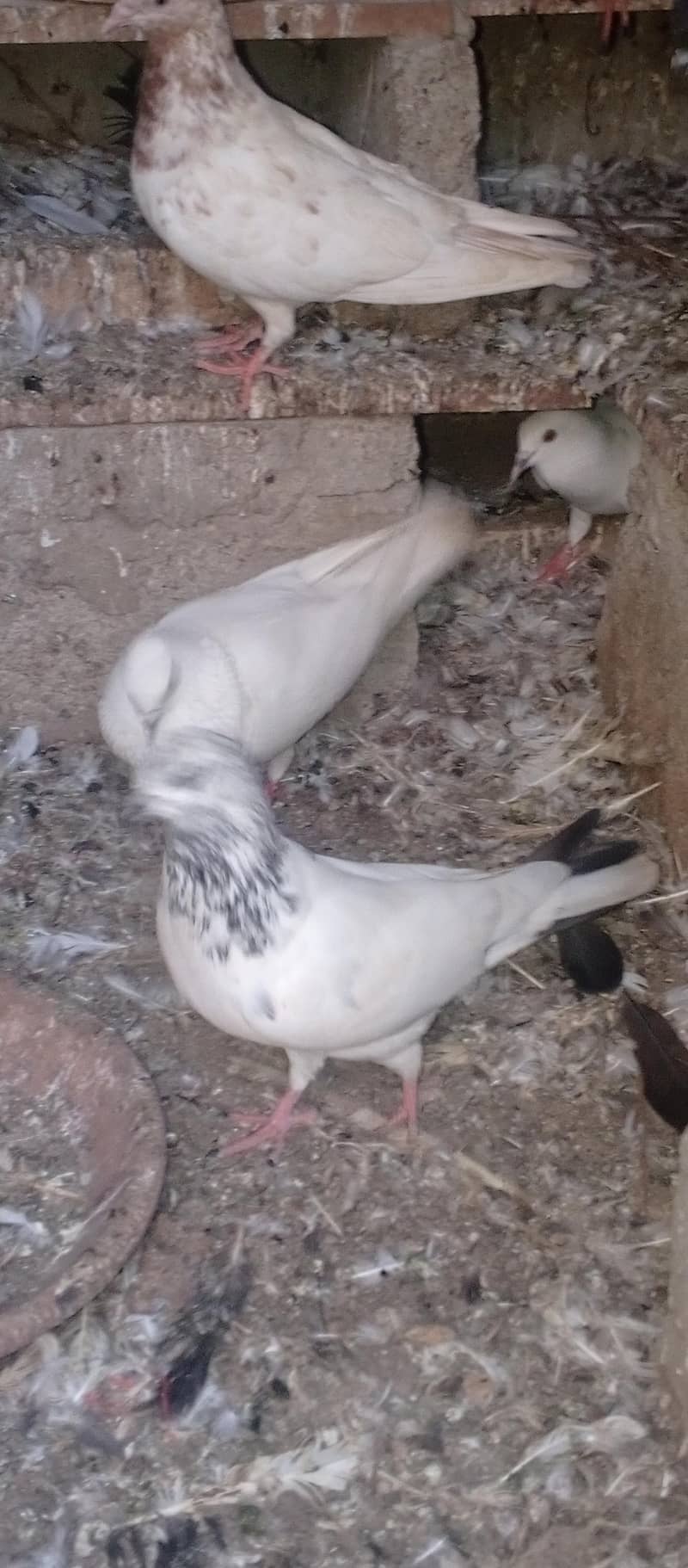 pigeons 16