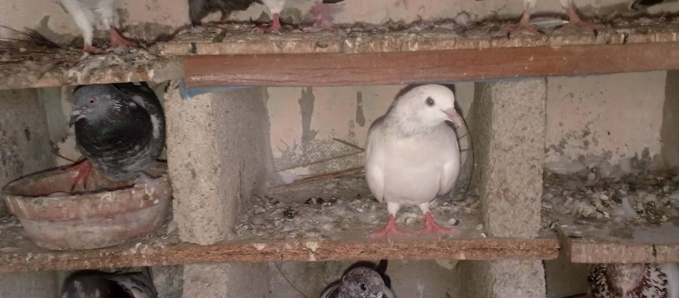 pigeons 17