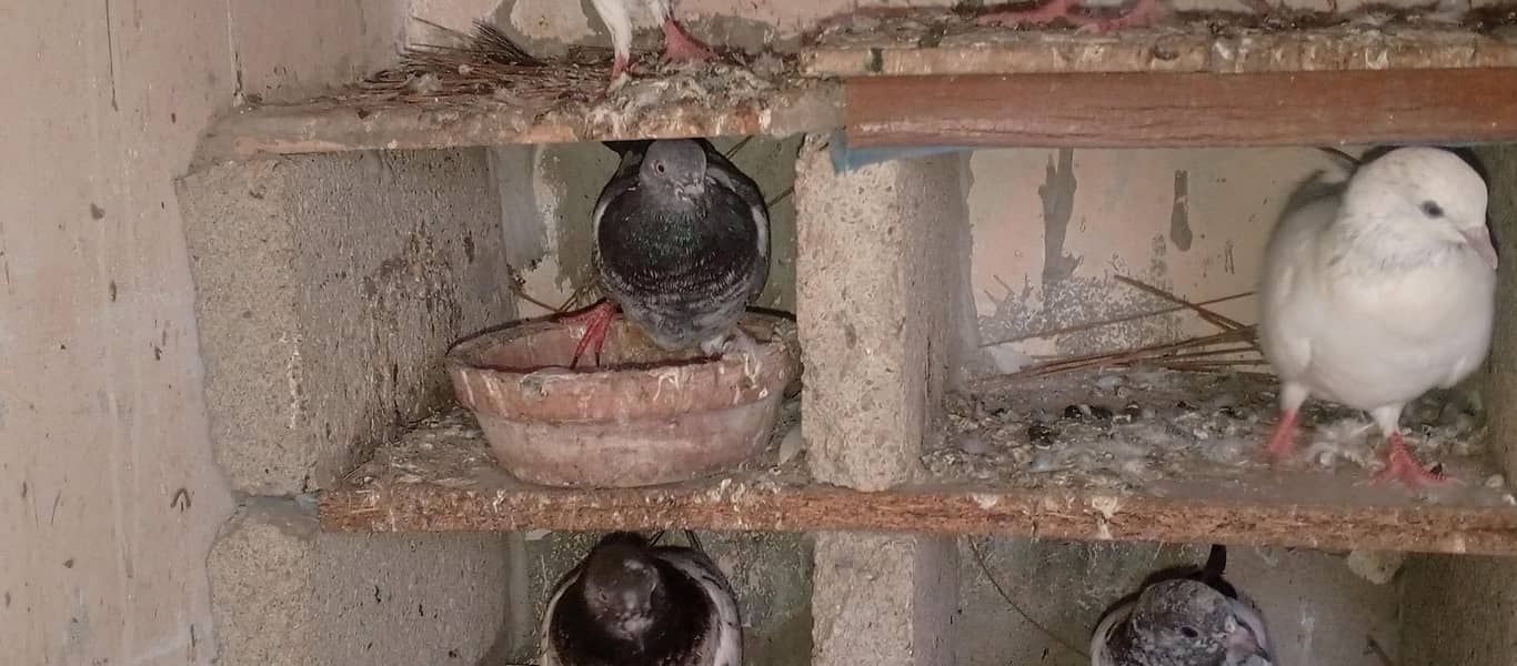 pigeons 18