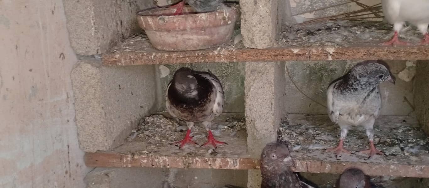pigeons 19