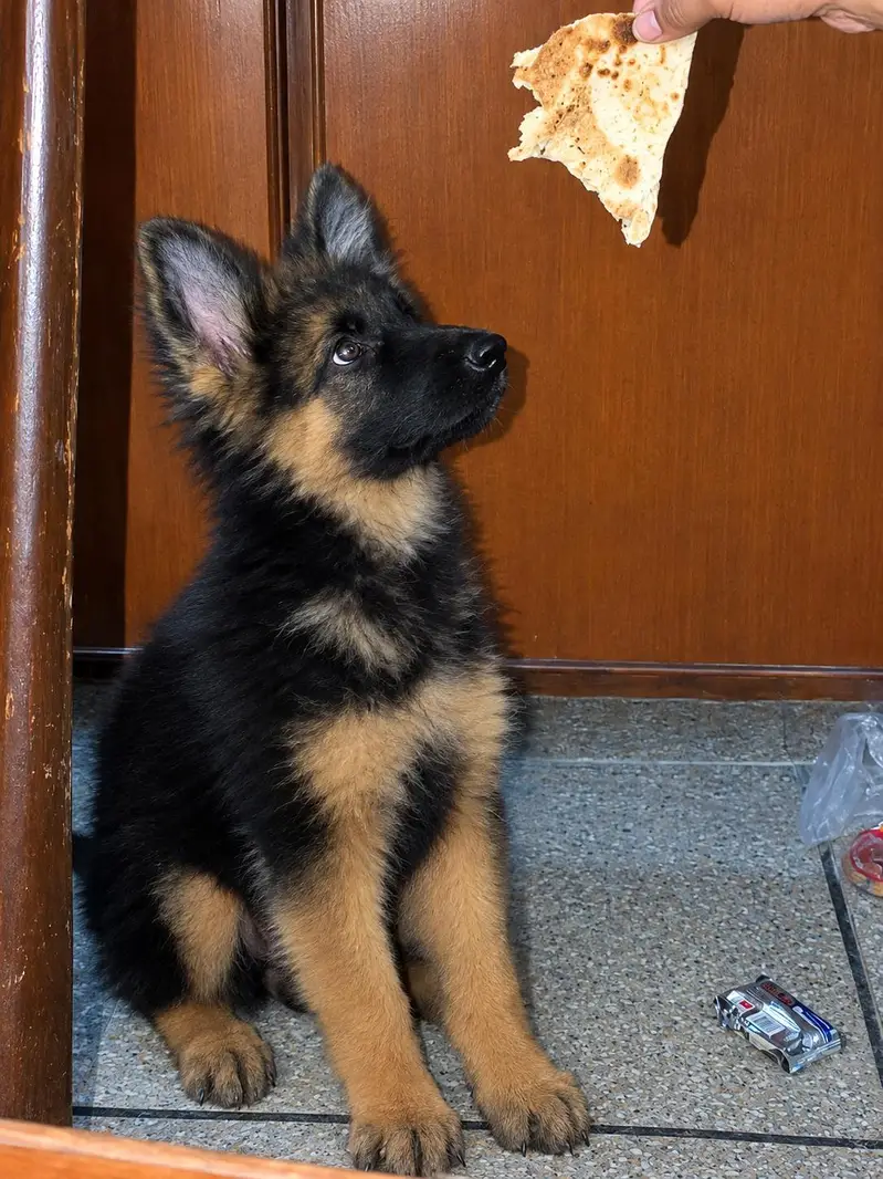 Black German shepherd puppies — photo 2