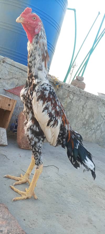 Kamaliya x Japanese Shamo Aseel Patha Murga 03098573144