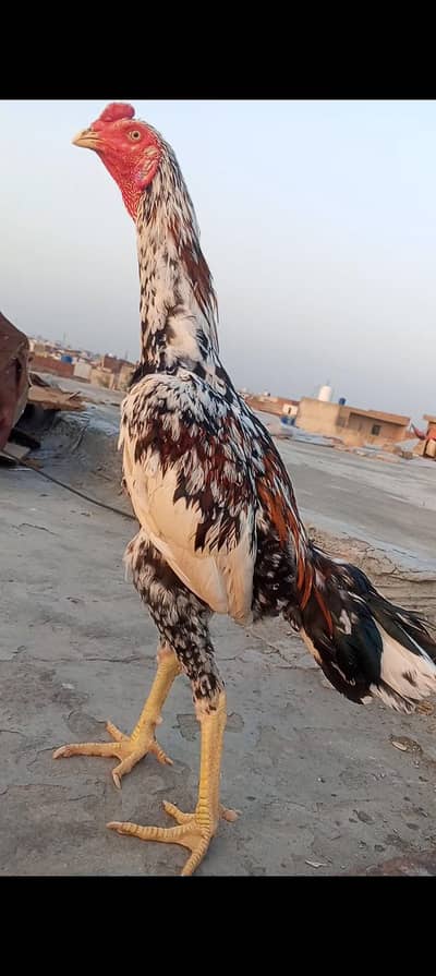 Kamaliya x Japanese Shamo Aseel Patha Murga 03098573144