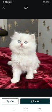 Persian cat for sale male or female vaccinated