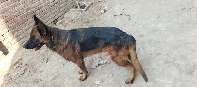Jerman shepherd Male for sale