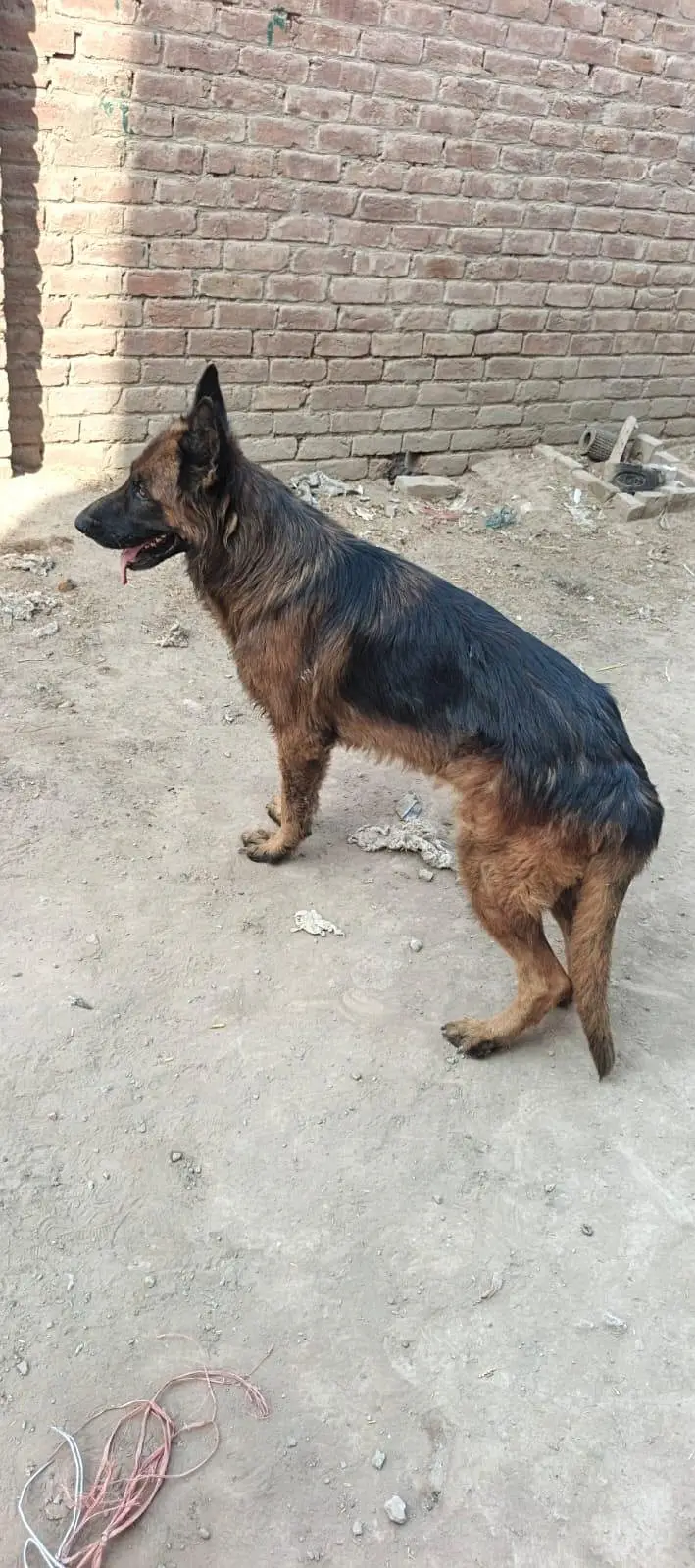 Jerman shepherd Male for sale — photo 2