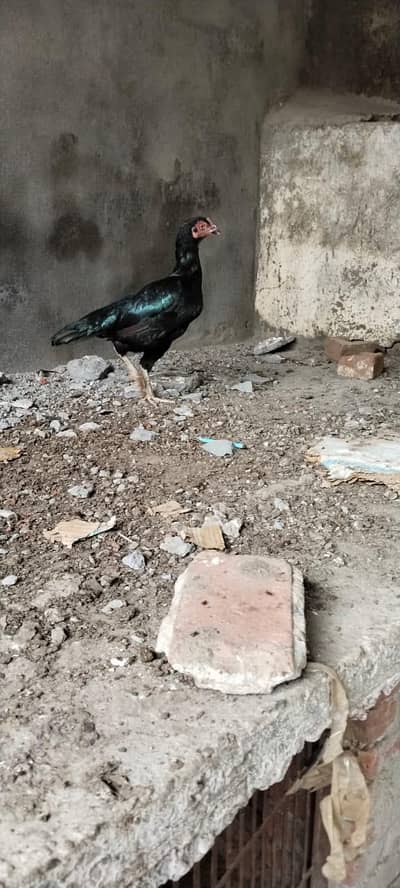 pure mianwali hen. ready for breed