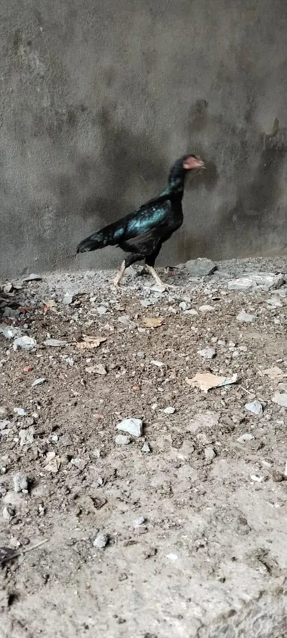 pure mianwali hen. ready for breed — photo 2