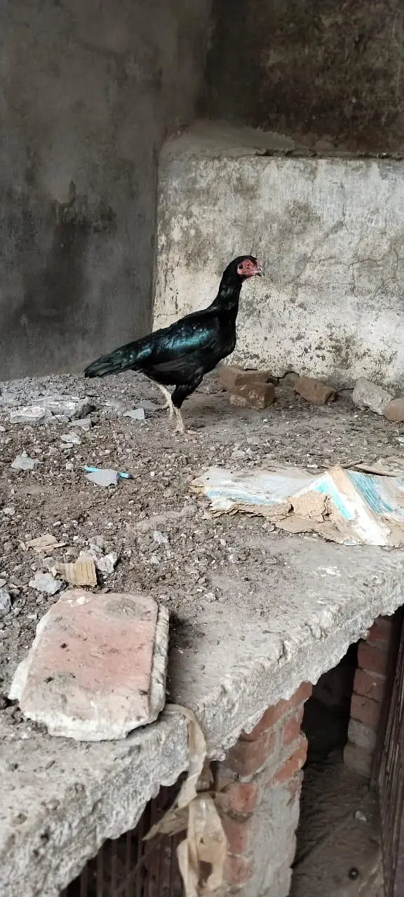 pure mianwali hen. ready for breed — photo 3