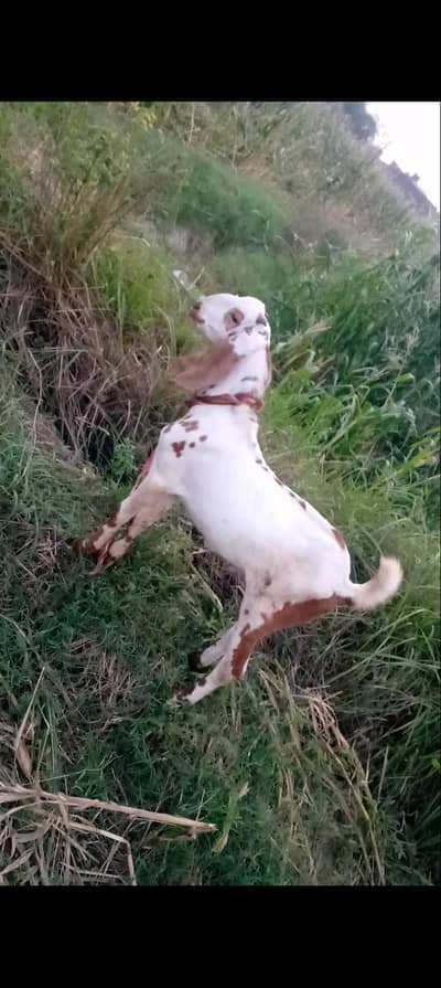 Premium White Brown Spotted He Goat for Sale