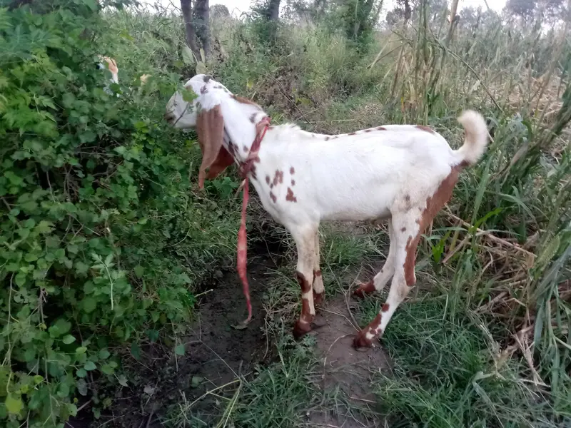Premium White Brown Spotted He Goat for Sale — photo 2