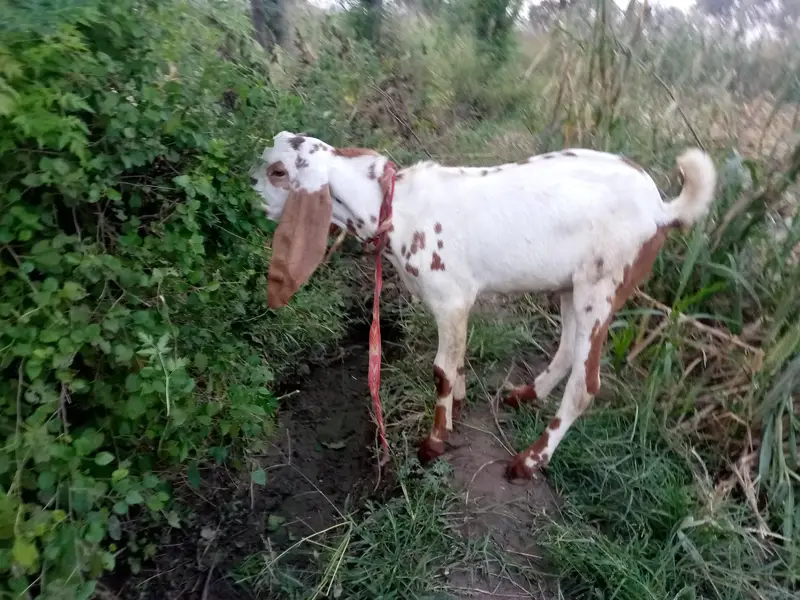 Premium White Brown Spotted He Goat for Sale — photo 3