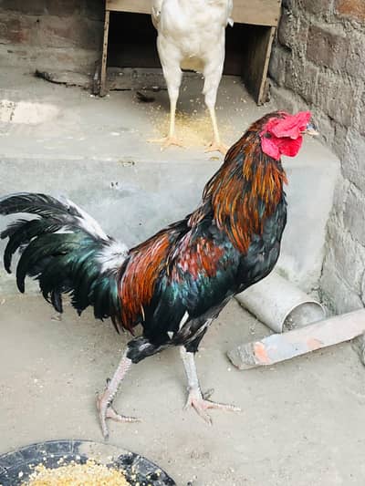 Aseel Cross Male Females 03224239890