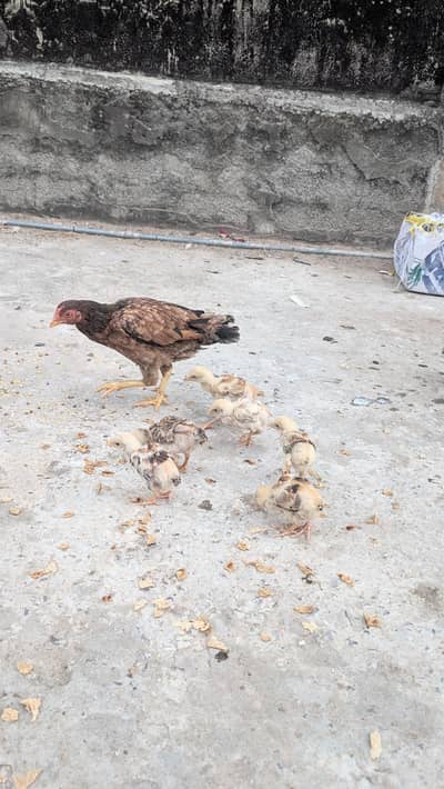 Aseel Murghi with chicks