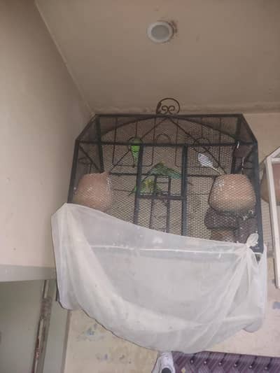 Australian totay 6 pinjra samet for sale