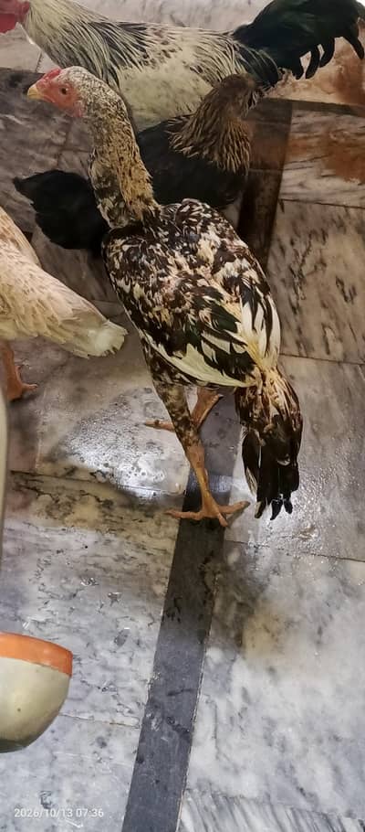 Months Old Aseel Murgha for sale