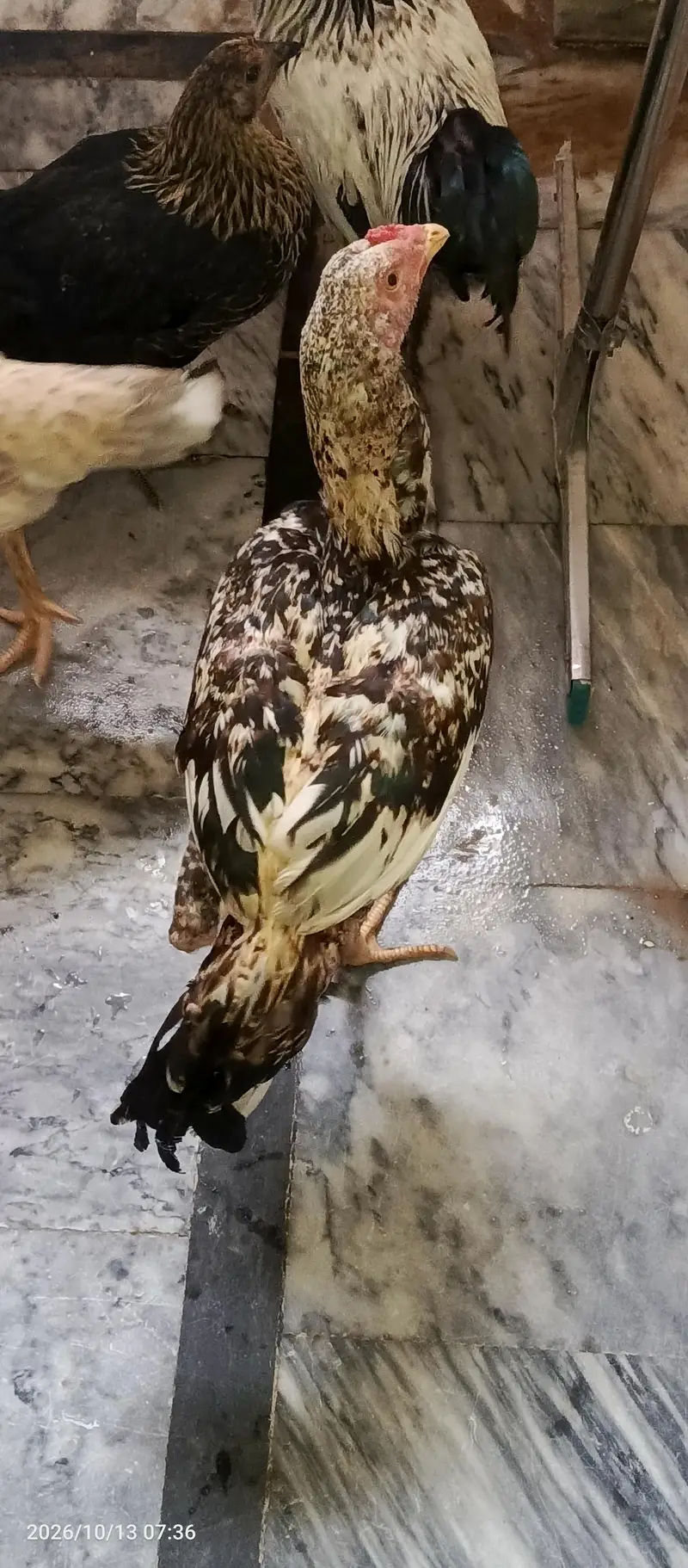 Months Old Aseel Murgha for sale — photo 2