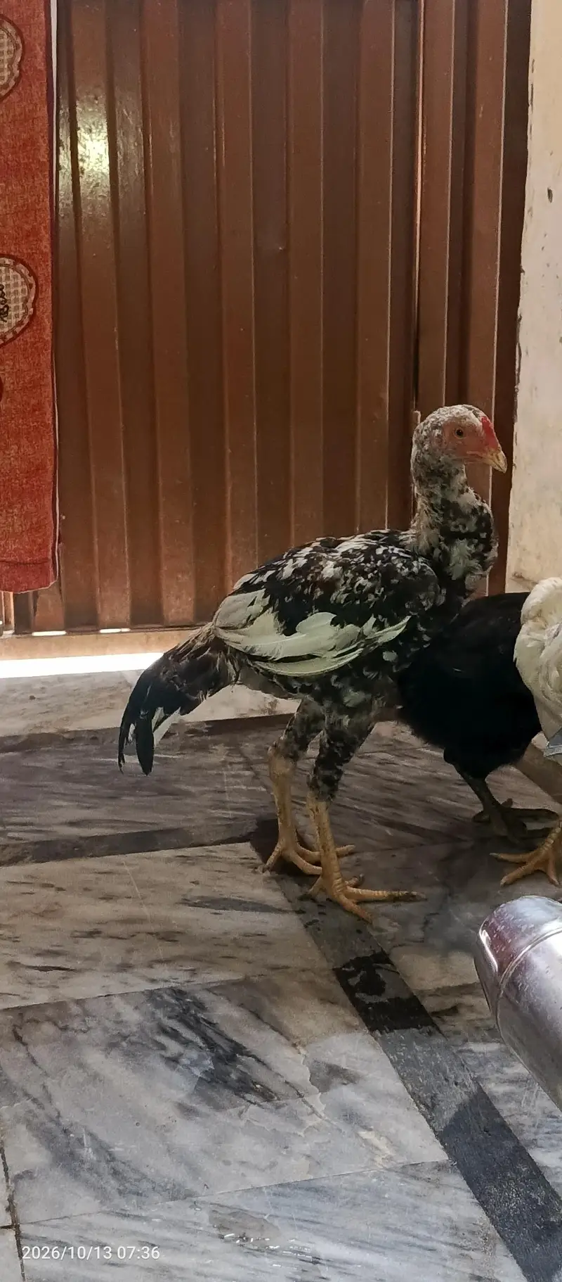 Months Old Aseel Murgha for sale — photo 3