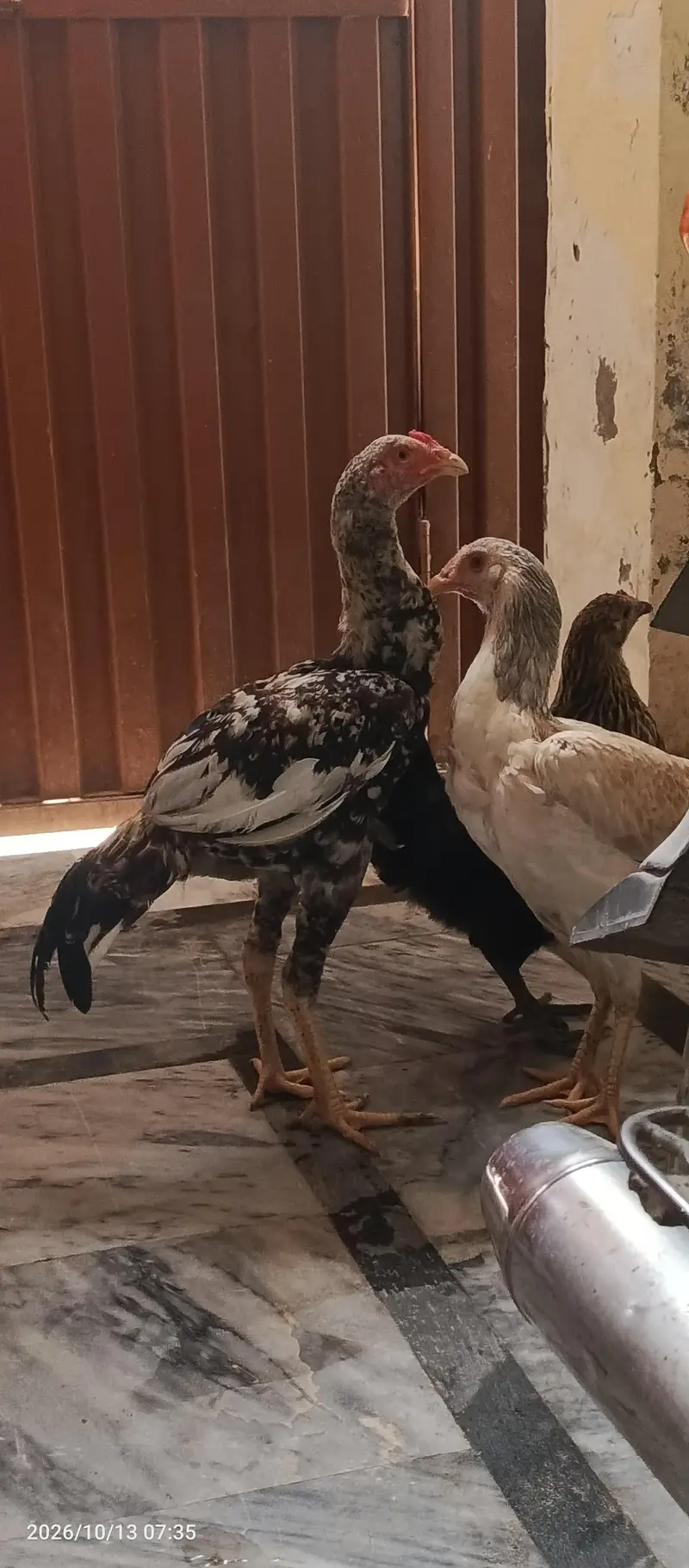 Months Old Aseel Murgha for sale — photo 4