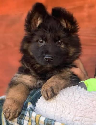 Black mask german Shepherd fimale active friendly and playful.