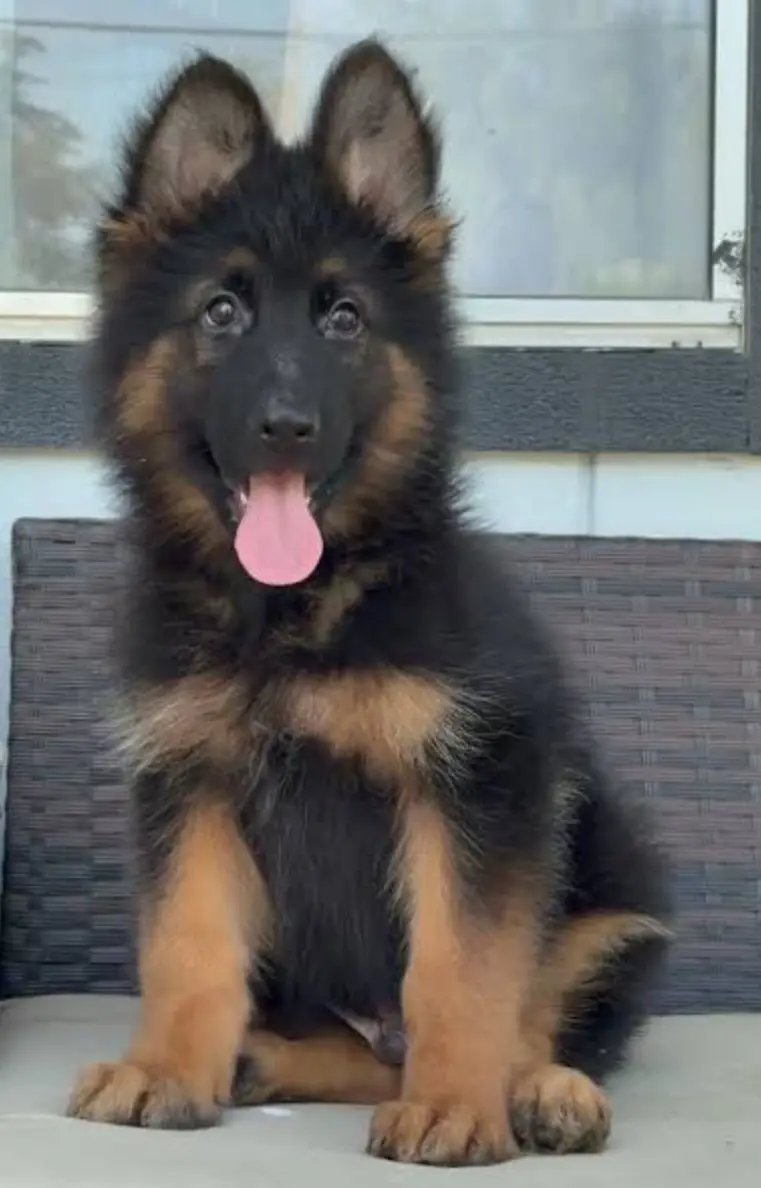 Black mask german Shepherd fimale active friendly and playful. — photo 2