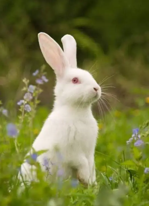 white rabbits, red eyes