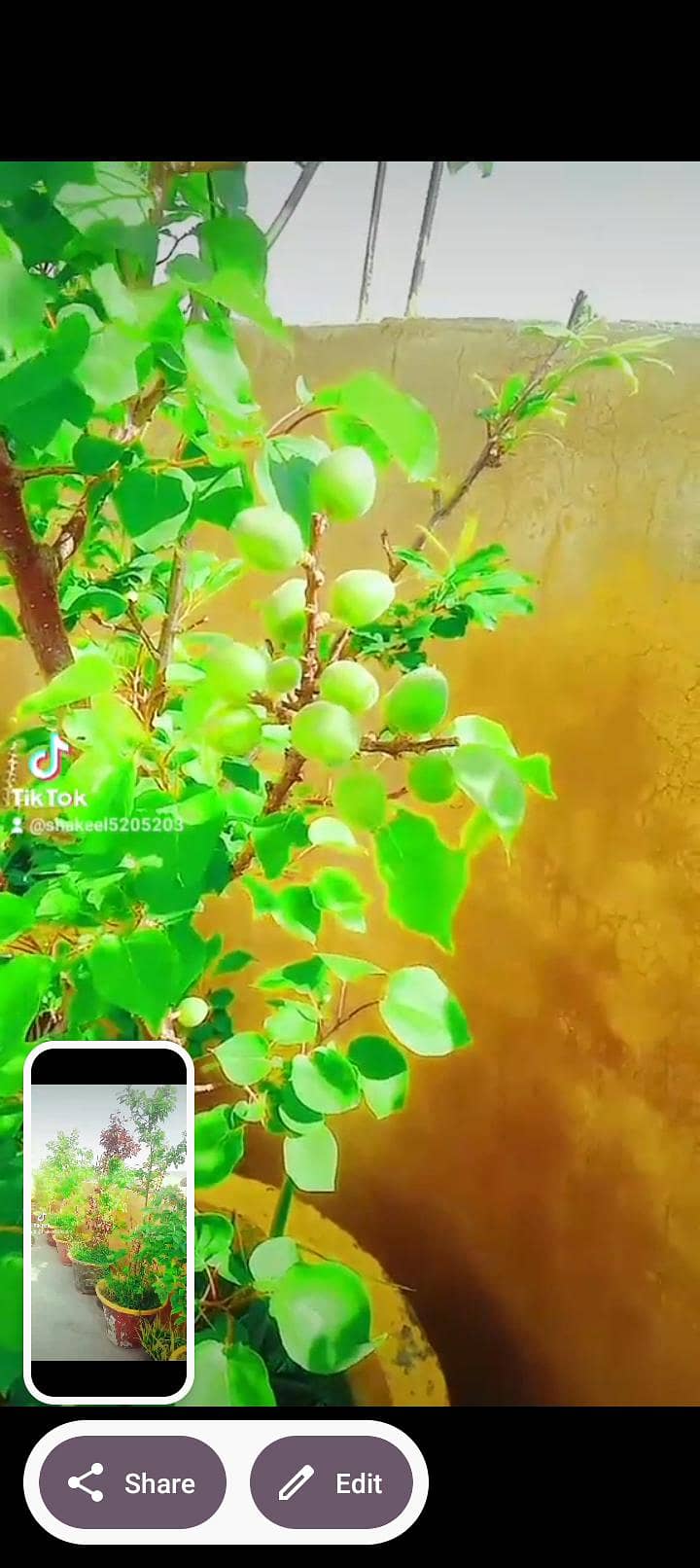 03135205203 3