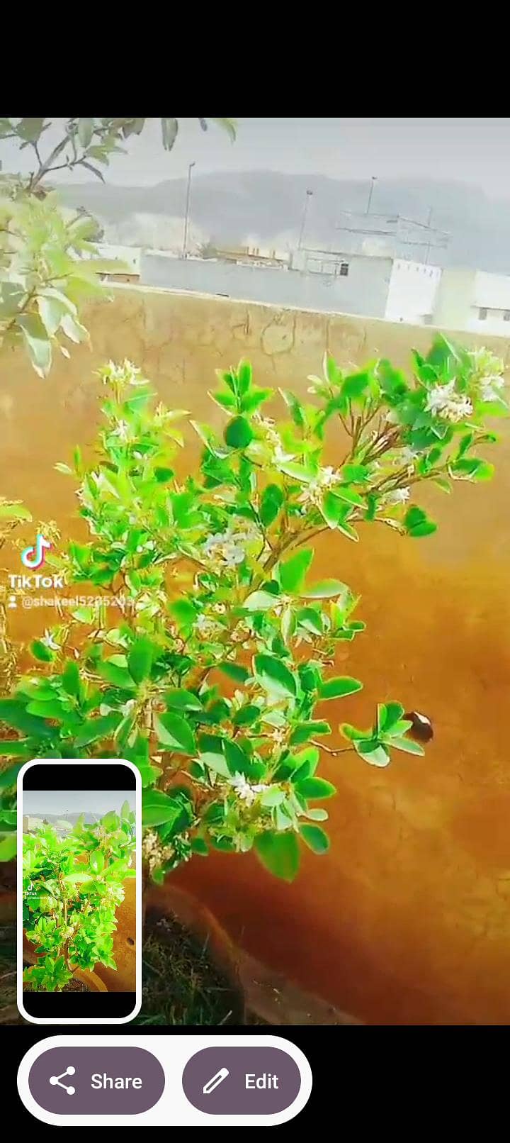 03135205203 5
